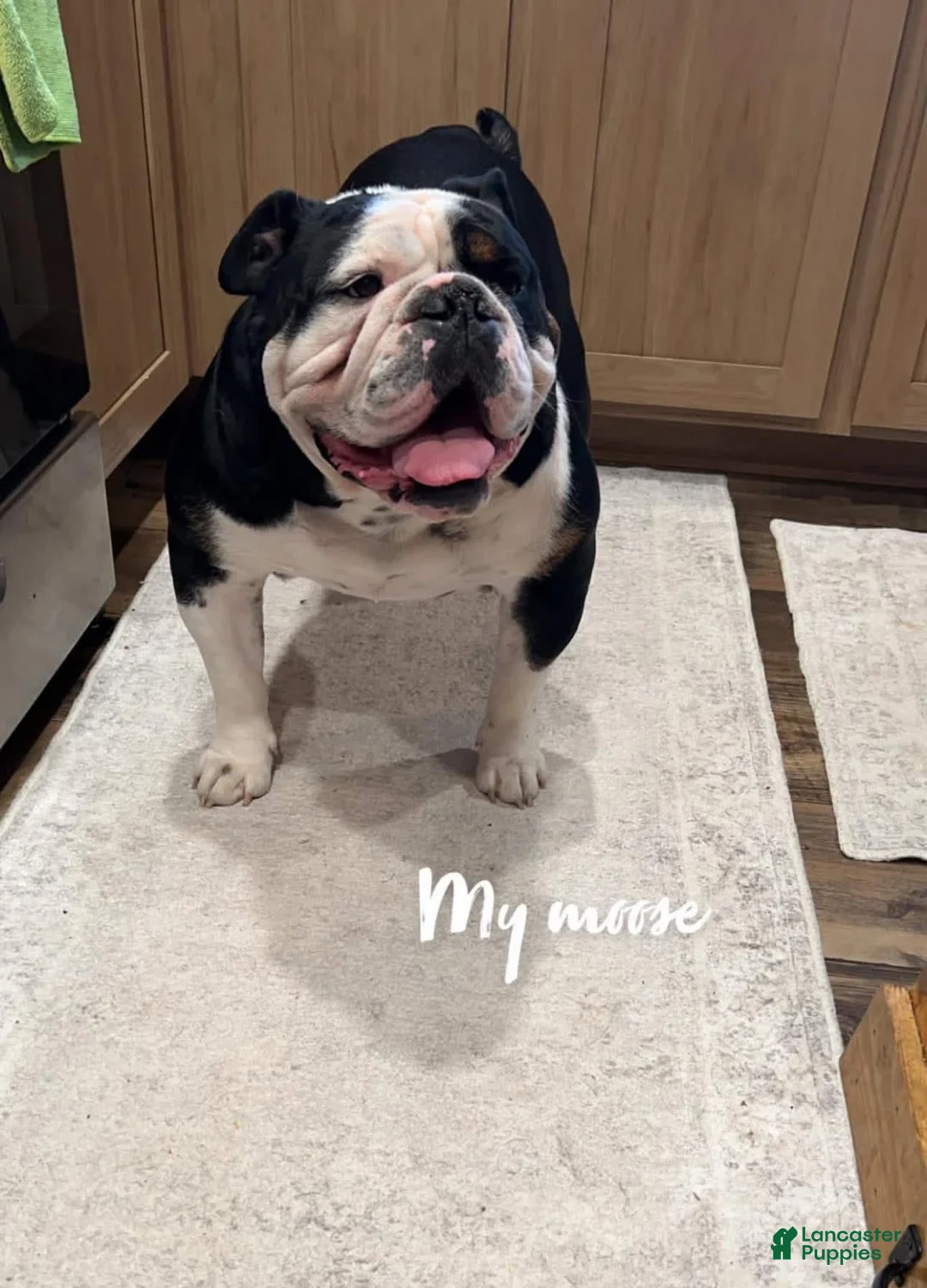 Gallery Image {{count}}