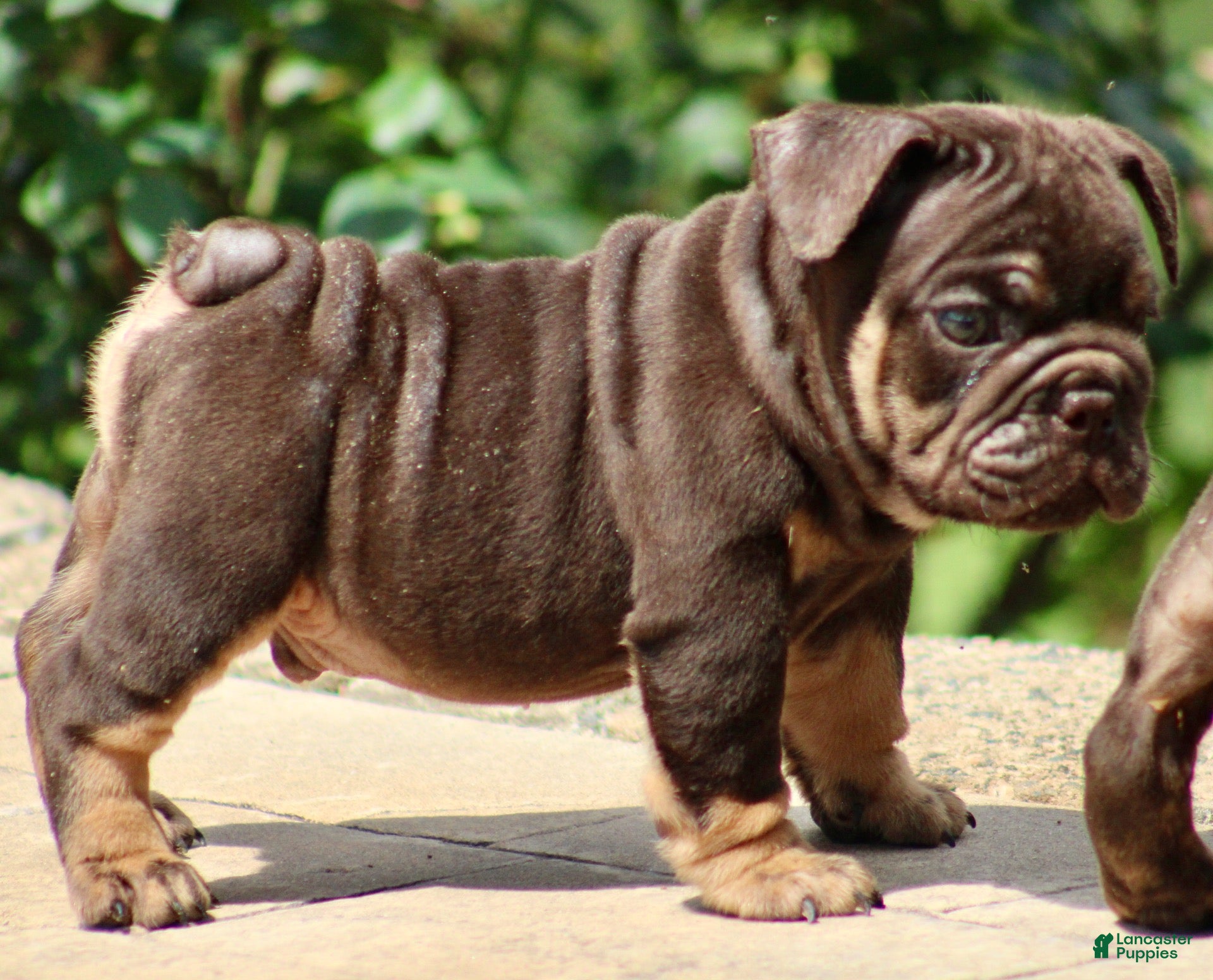 English Bulldog dogs BRuno  - Ad 2