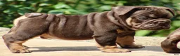 English Bulldog dogs for sale: BRuno  - Ad 2