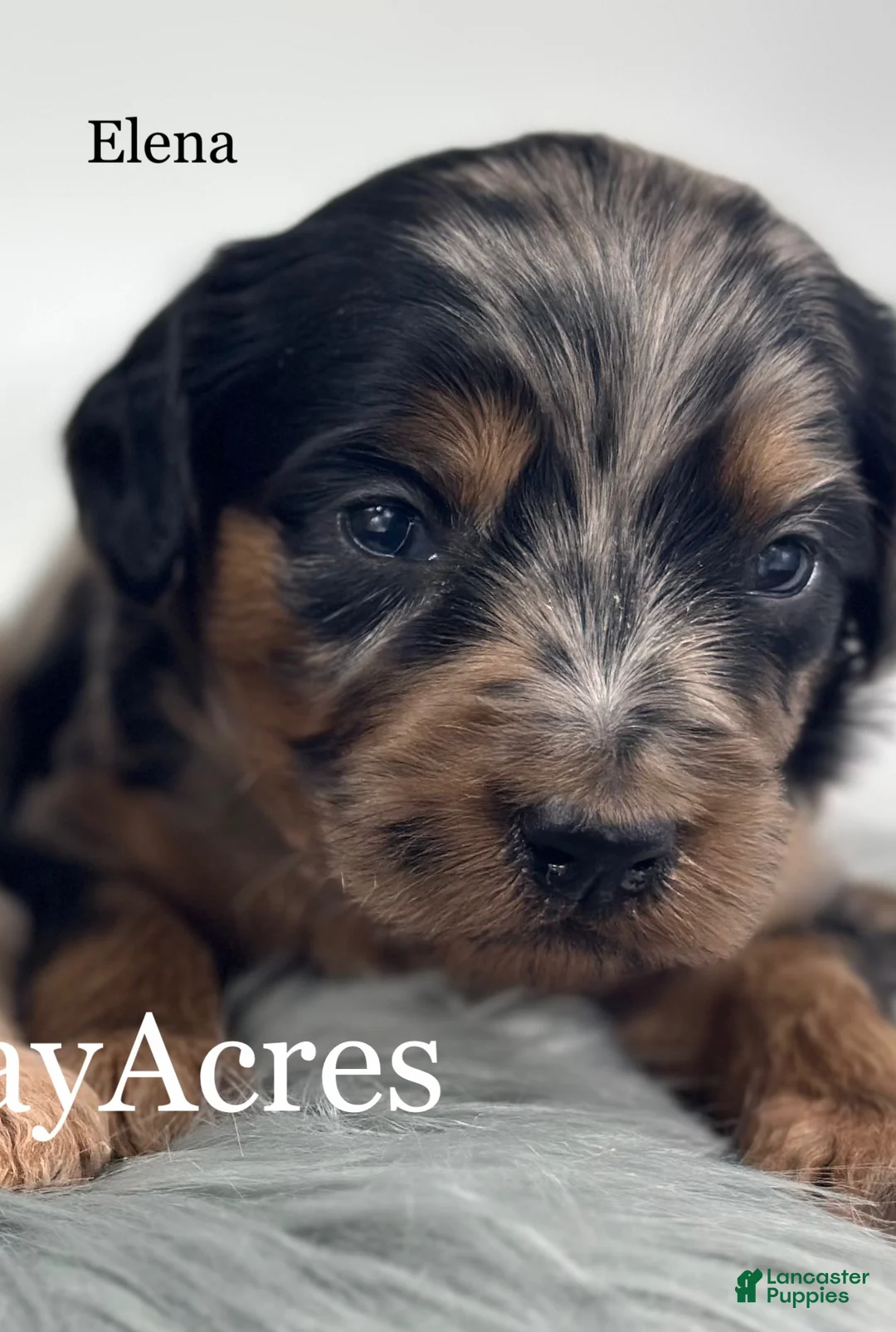 Goldendoodle dogs for sale: Elena - Ad 1