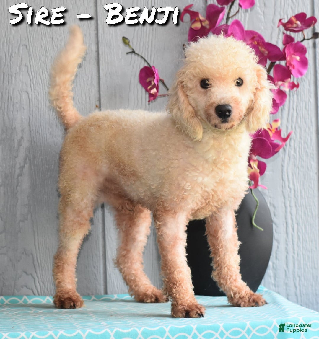 Toy Poodle dogs for sale: Tessa - Ad 8