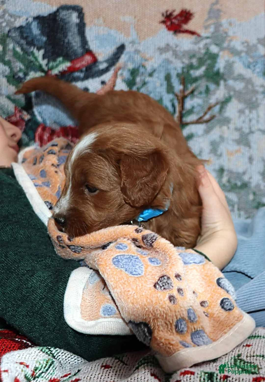 Mini Goldendoodle dogs for sale: Waylon 💙 Genetic Clear Parents - Ad 13