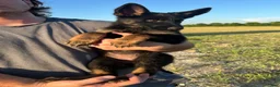 German Shepherd dogs for sale: Gee Gee  - Ad 5