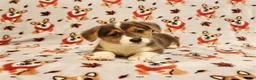 Welsh Corgi Pembroke dogs for sale: Welsh Corgi Pembroke 2 - Ad 1