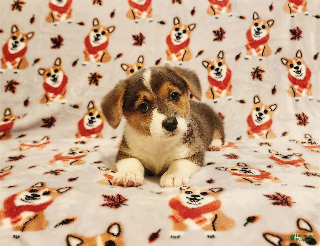 Welsh Corgi Pembroke dogs for sale: Welsh Corgi Pembroke 2 - Ad 1
