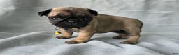 Pug dogs for sale: Jeannie - Ad 7
