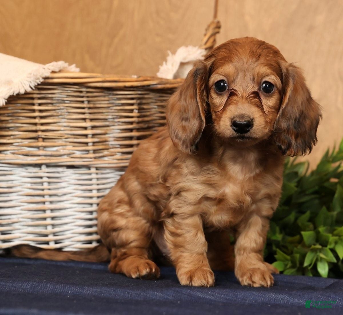 Miniature Dachshund dogs Anni - Ad 26
