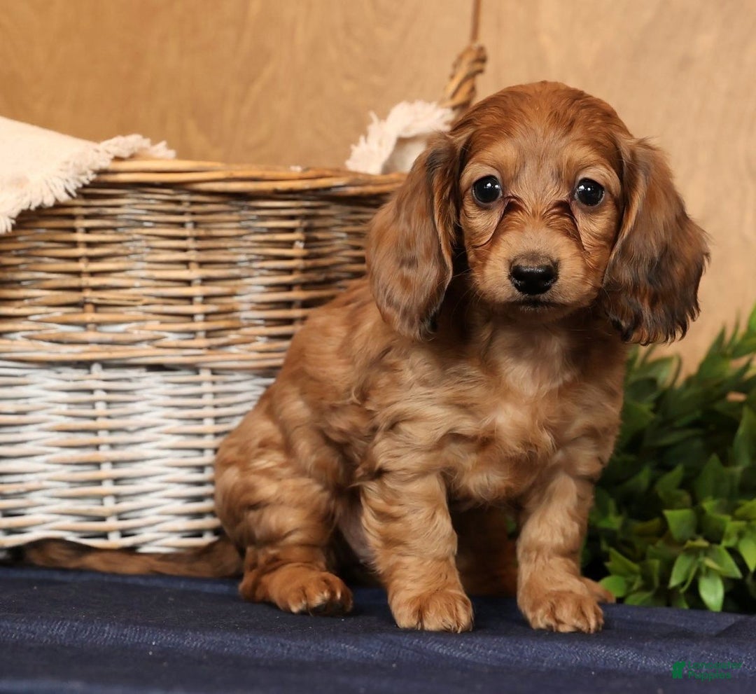 Miniature Dachshund dogs for sale: Anni - Ad 1