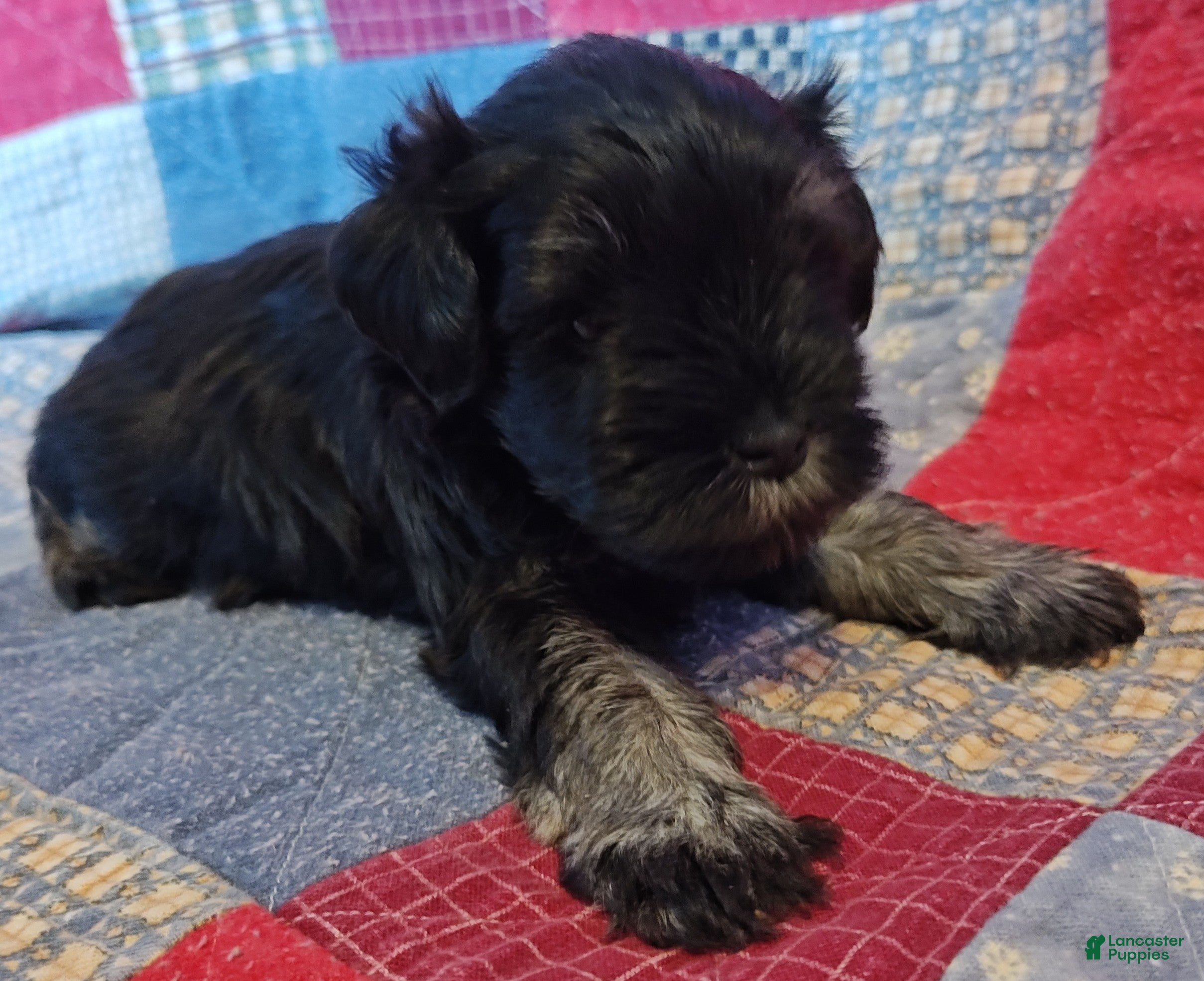 Miniature Schnauzer dogs Boy 1 - Ad 7