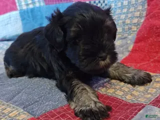 Miniature Schnauzer dogs Boy 1 - Ad 7