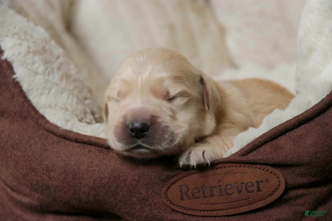 Golden Retriever dogs for sale: Mica - AKC, health tested parents - Ad 1