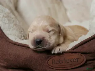 Golden Retriever dogs Mica - AKC, health tested parents - Ad 11