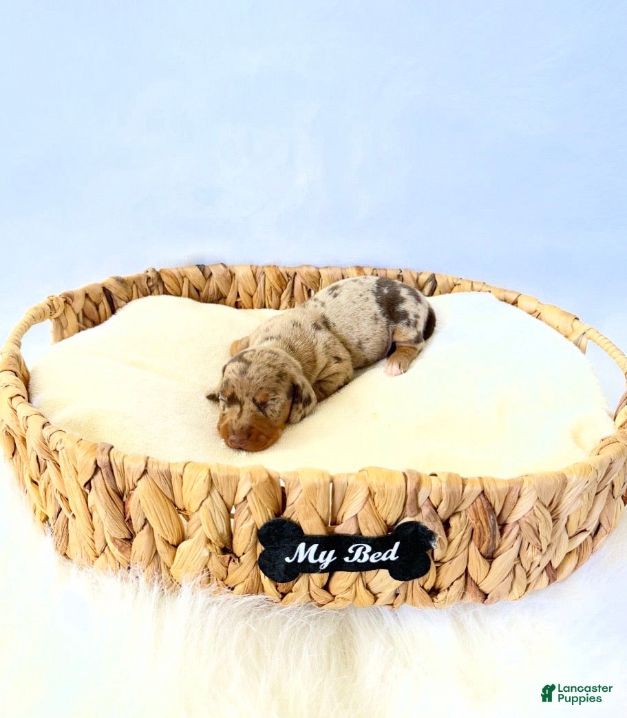 Miniature Dachshund dogs for sale: AKC Milo - Ad 2