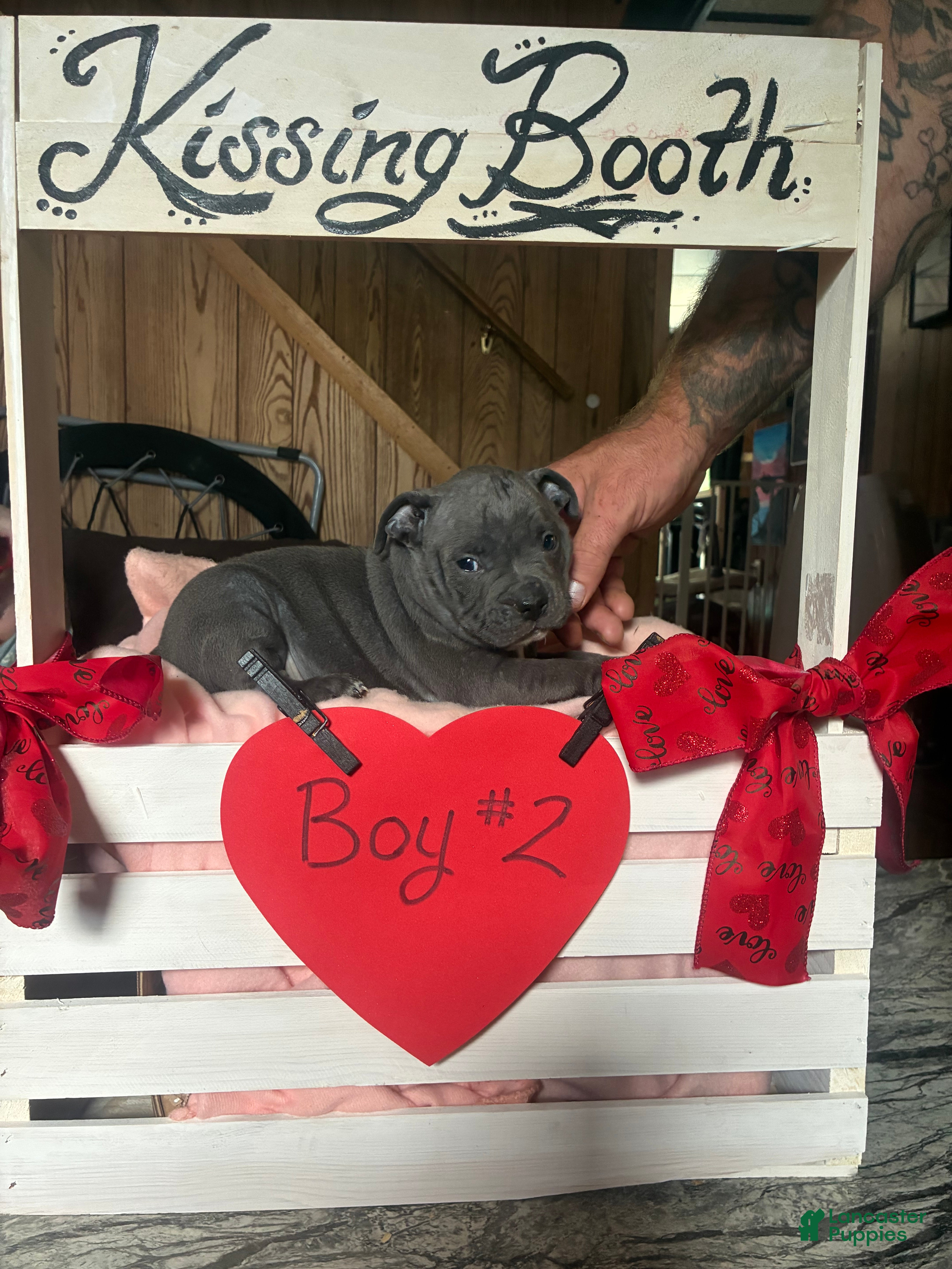 Olde English Bulldogge dogs Olde English Bulldogge 8 - Ad 2