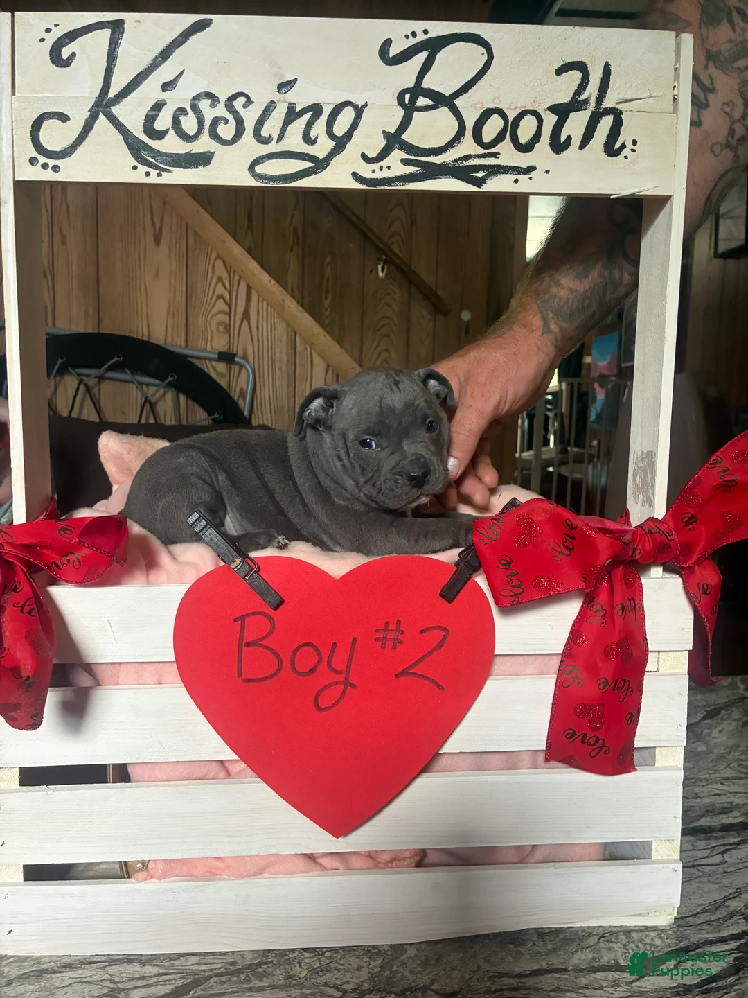 Olde English Bulldogge dogs for sale: Olde English Bulldogge 8 - Ad 2