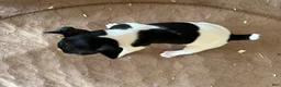 Rat Terrier dogs for sale: Old Dominion Boom - Ad 1