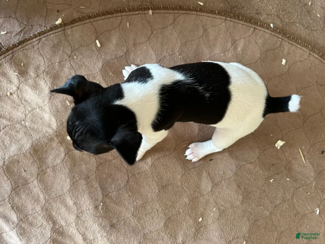 Rat Terrier dogs for sale: Old Dominion Boom - Ad 1