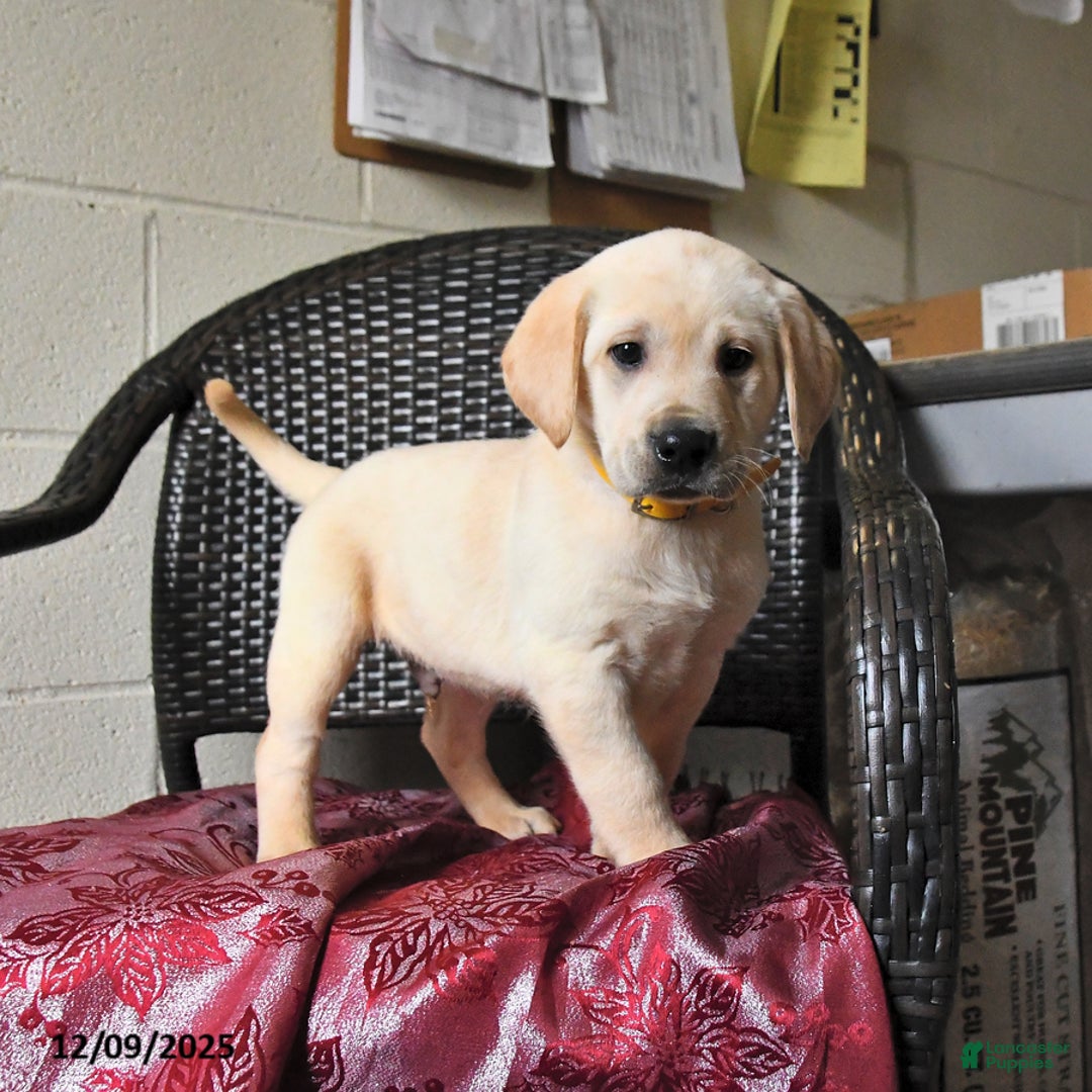 Labrador Retriever dogs for sale: Banjo - Ad 1