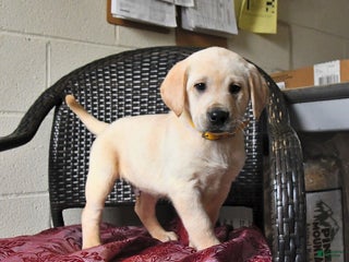 Labrador Retriever dogs Banjo - Ad 3