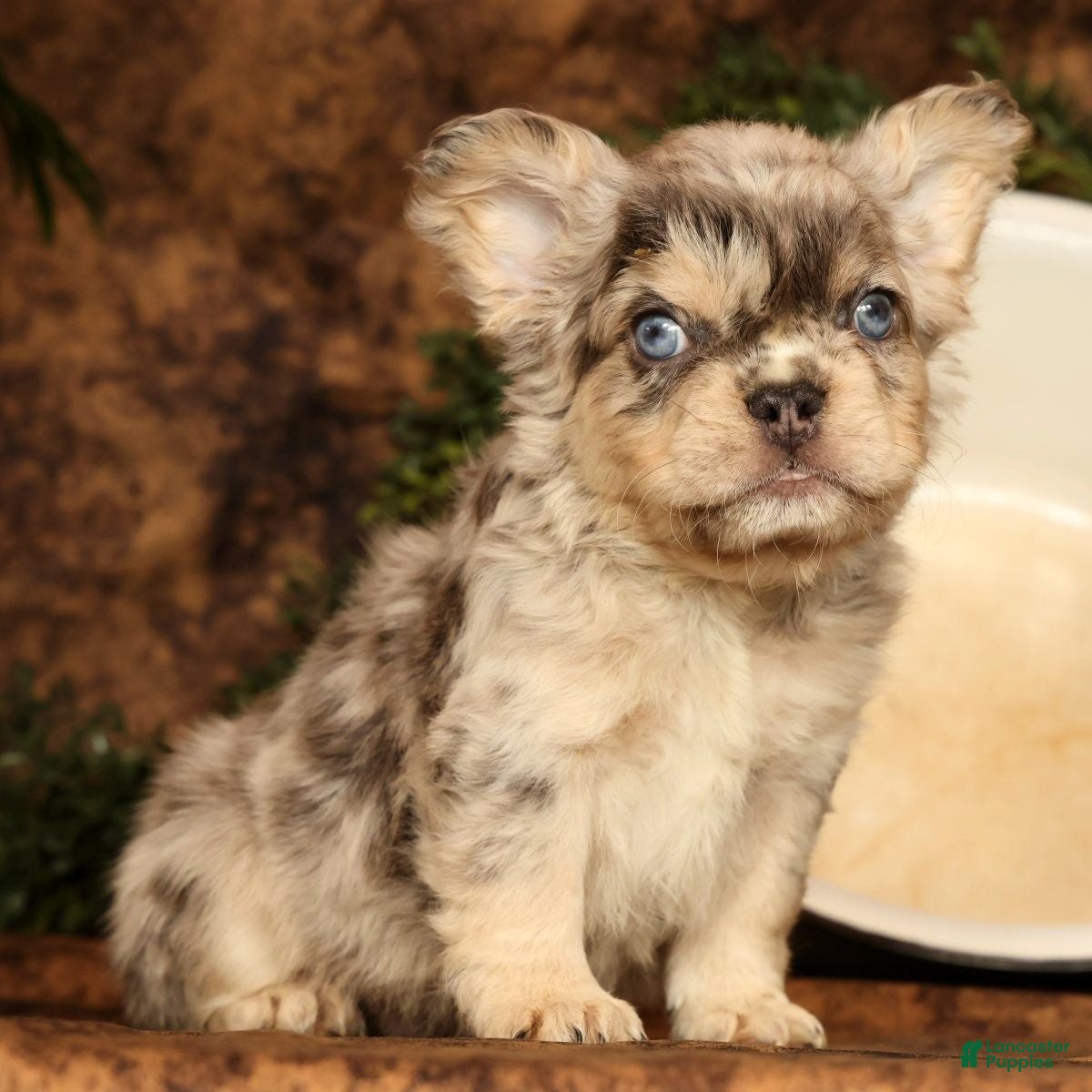 French Bulldog dogs for sale: Leo - Ad 17