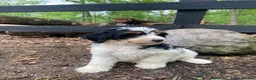 Bernedoodle dogs for sale: Holden - Ad 9