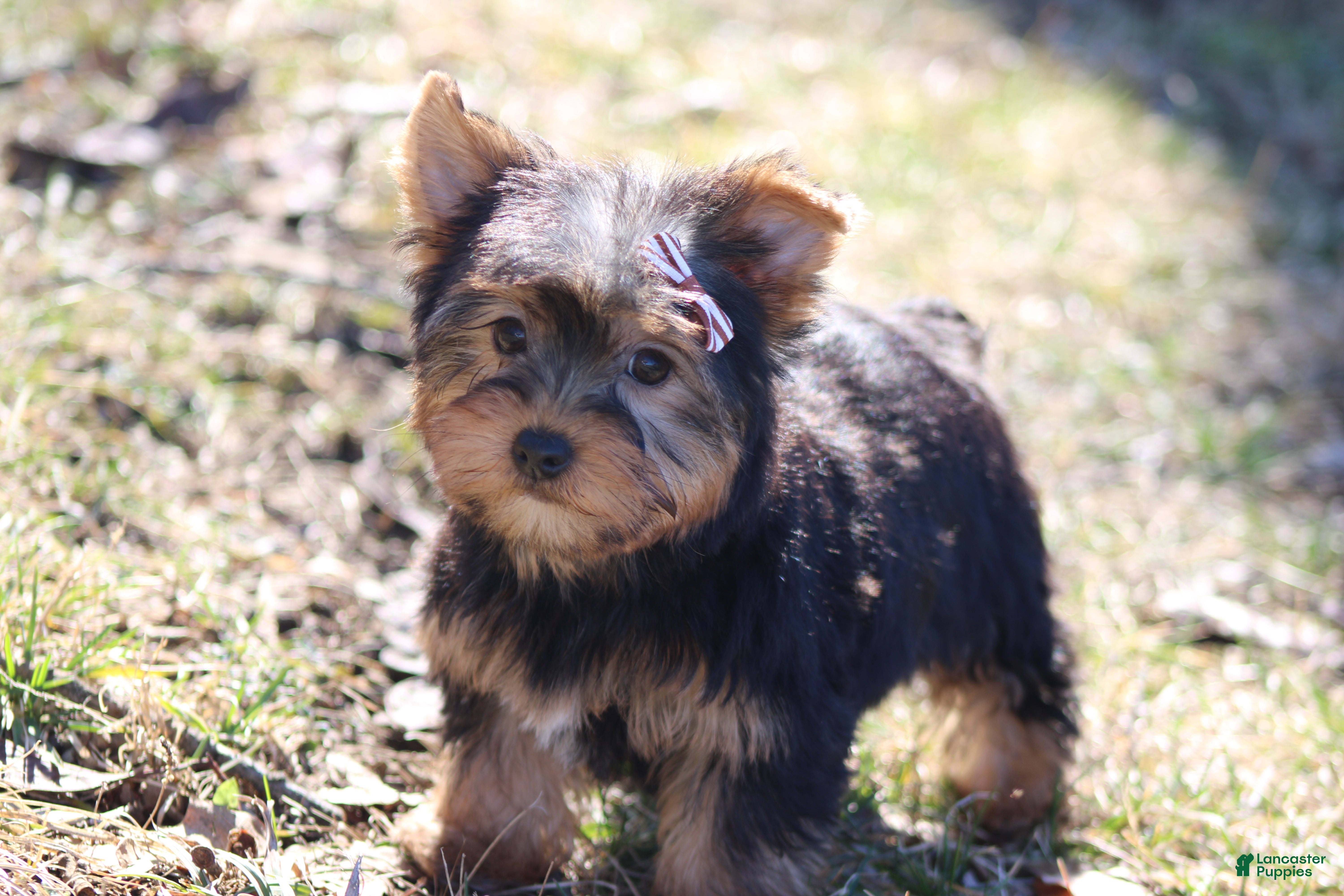 Yorkshire Terrier dogs for sale: Destiny - Ad 1