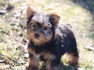 Yorkshire Terrier dogs for sale: Destiny - Ad 1