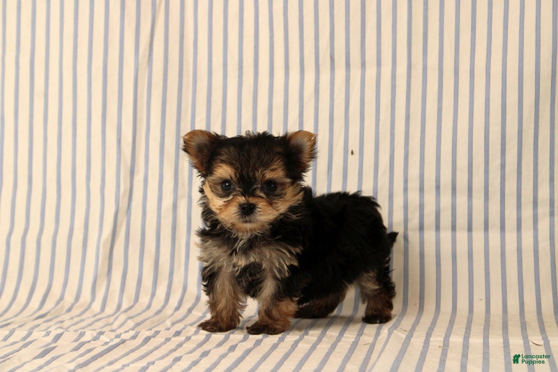 Morkie dogs Barker - Ad 1
