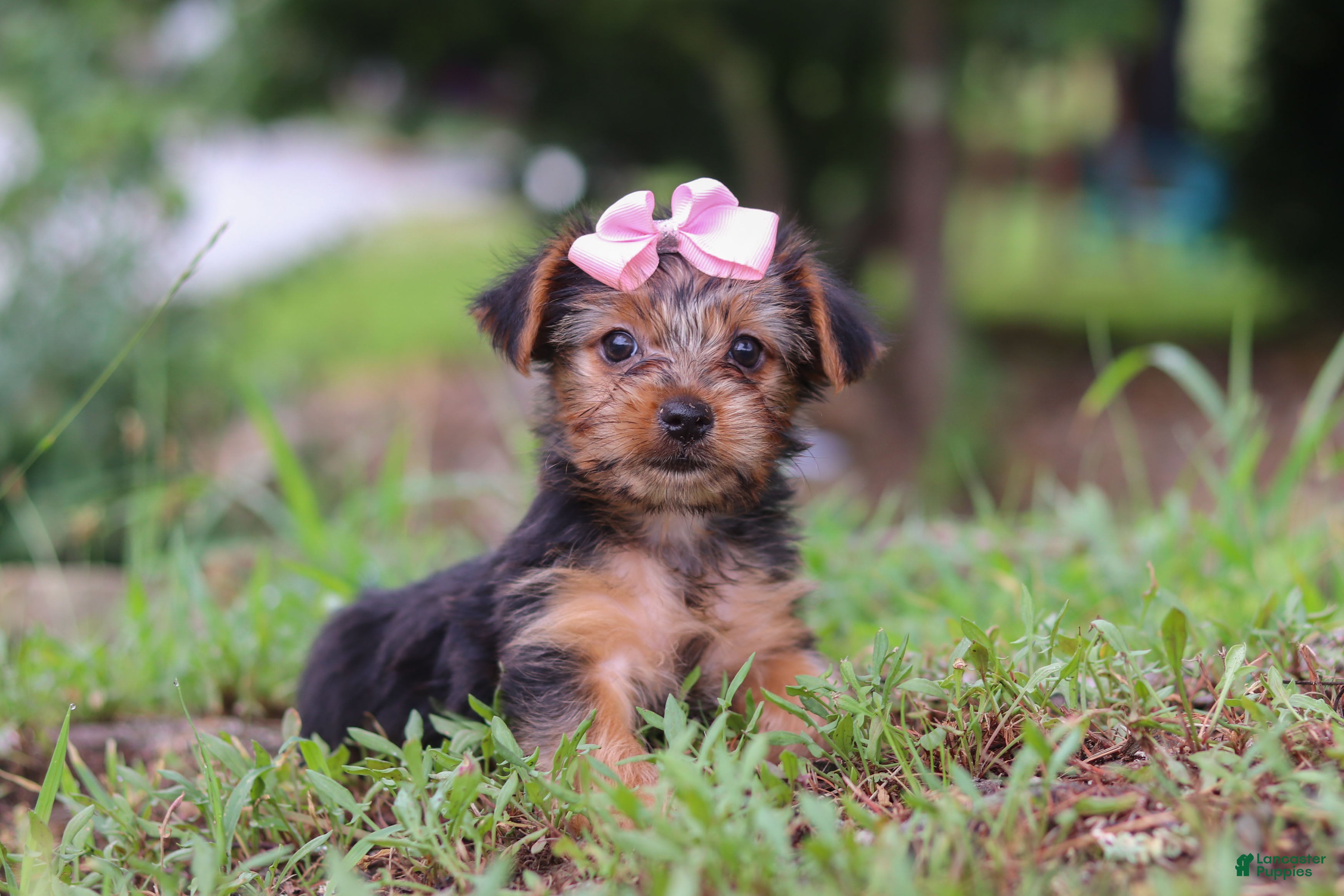 Yorkshire Terrier dogs Lola - Ad 2