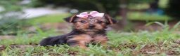 Yorkshire Terrier dogs for sale: Lola - Ad 2