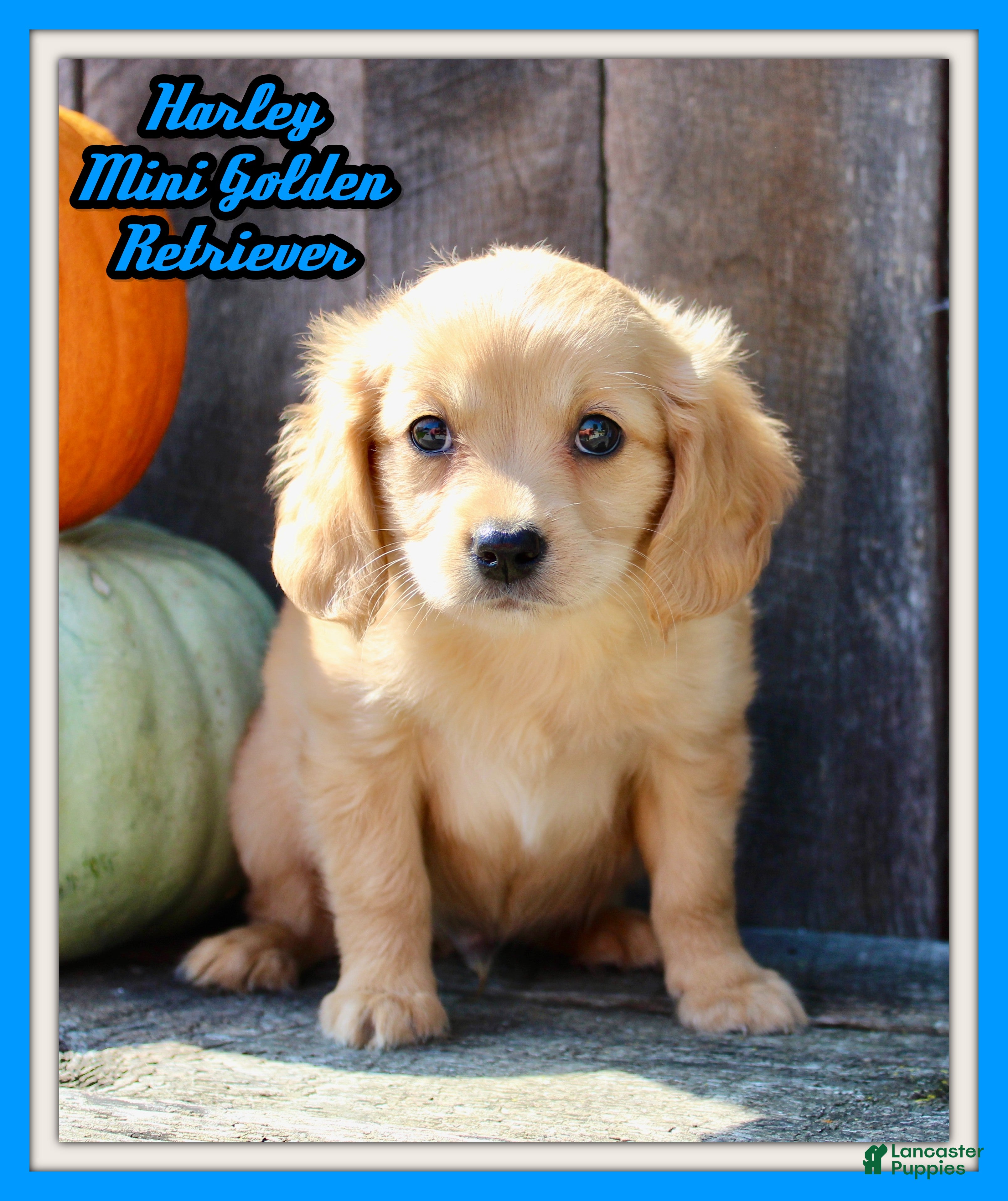Miniature Golden Retriever dogs Harley Male Mini Golden Retriever - Ad 8