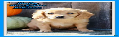 Harley Male Mini Golden Retriever