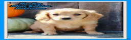 Miniature Golden Retriever dogs for sale: Harley Male Mini Golden Retriever - Ad 1