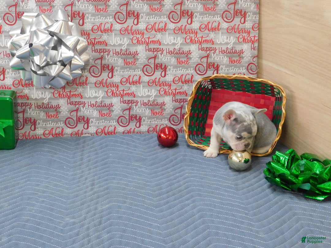 French Bulldog dogs for sale: BEAR - Ad 9