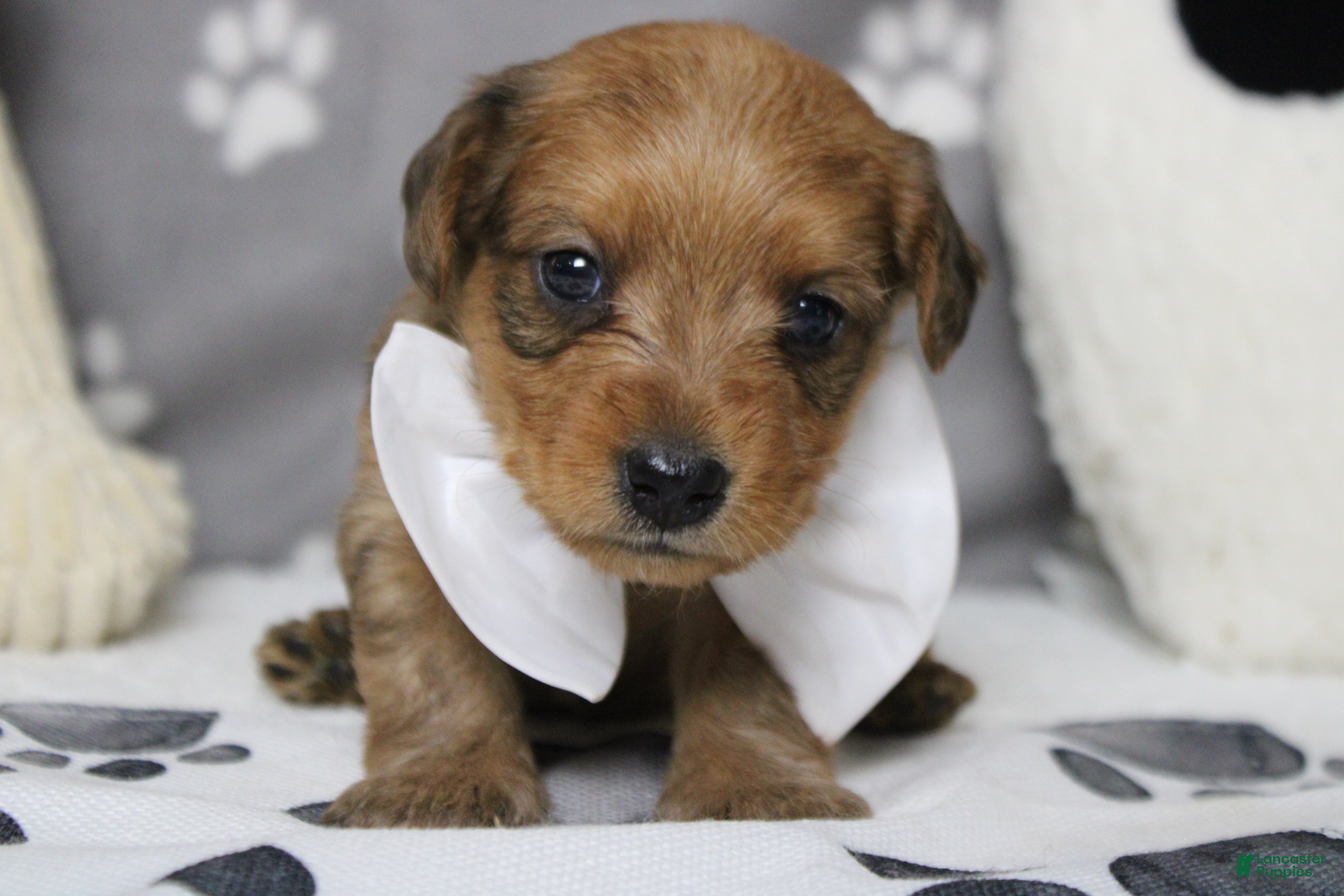 Yorkiepoo dogs Jacque  - Ad 5
