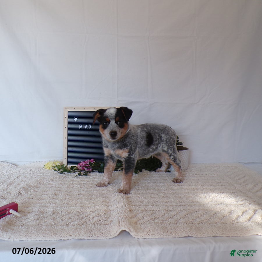 Australian Cattle Dog dogs Max - Ad 2