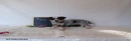Australian Cattle Dog dogs for sale: Max - Ad 2