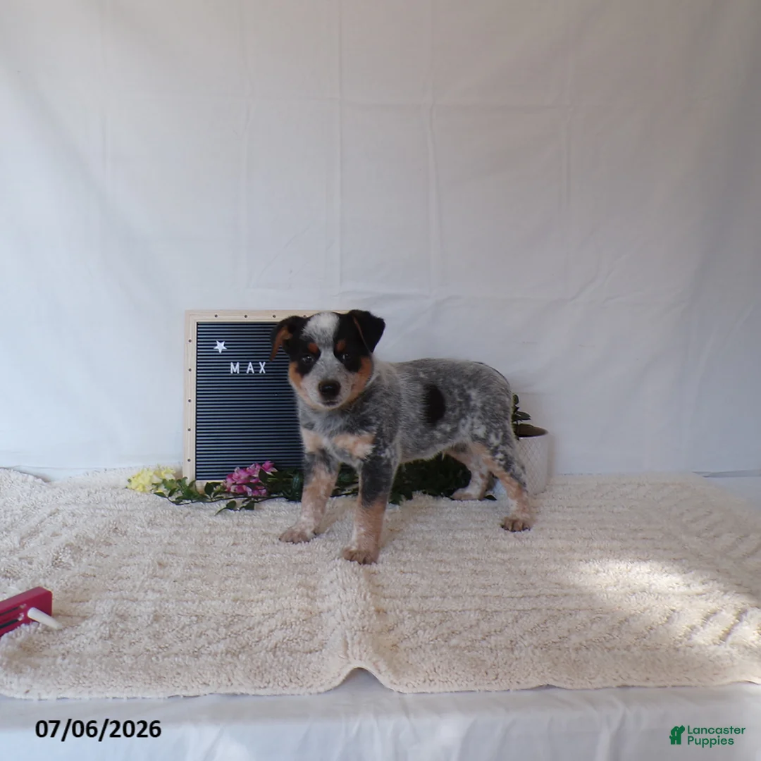 Australian Cattle Dog dogs for sale: Max - Ad 2