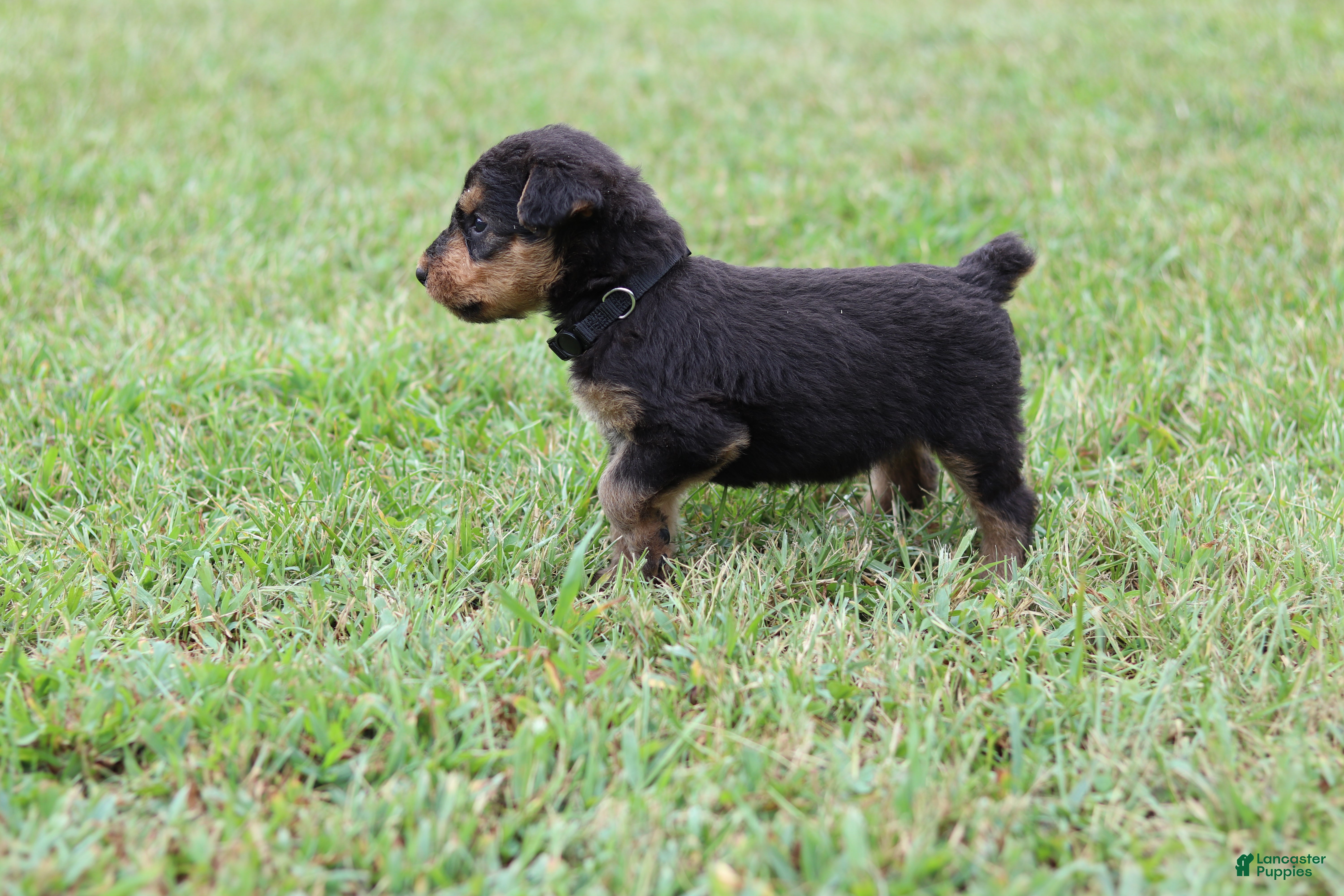 Airedale Terrier dogs AKC Tootsie  - Ad 1