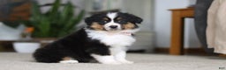 Miniature Australian Shepherd dogs for sale: Macy - Ad 4