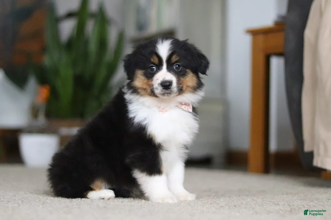 Miniature Australian Shepherd dogs for sale: Macy - Ad 4