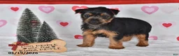 Yorkshire Terrier dogs for sale: Amy - Ad 4