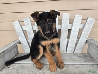 German Shepherd dogs Silke - Ad 17