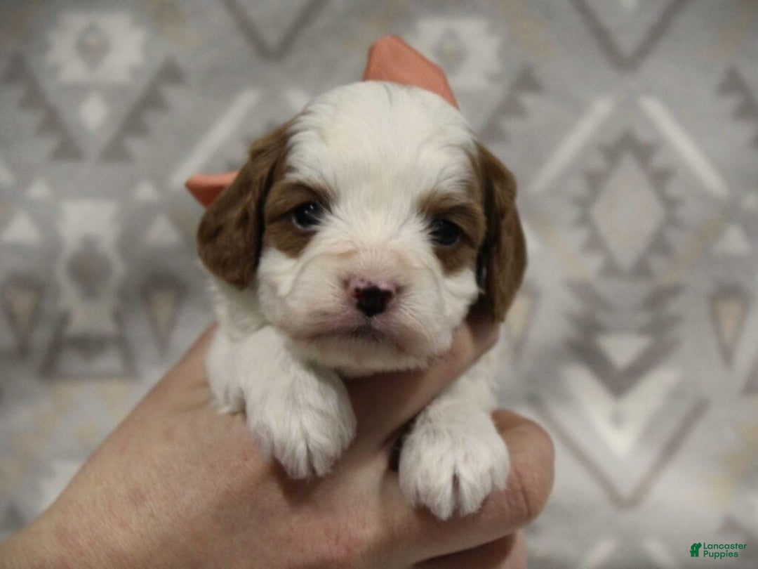 Cavapoo dogs for sale: Texas - Ad 3