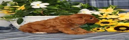 Cavapoo dogs for sale: BJ's Umpire - Ad 5