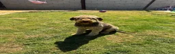Australian Labradoodle dogs for sale: Australian Labradoodle 1 - Ad 6