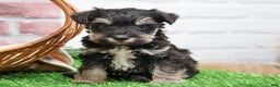 Miniature Schnauzer dogs for sale: Tyson - Ad 5
