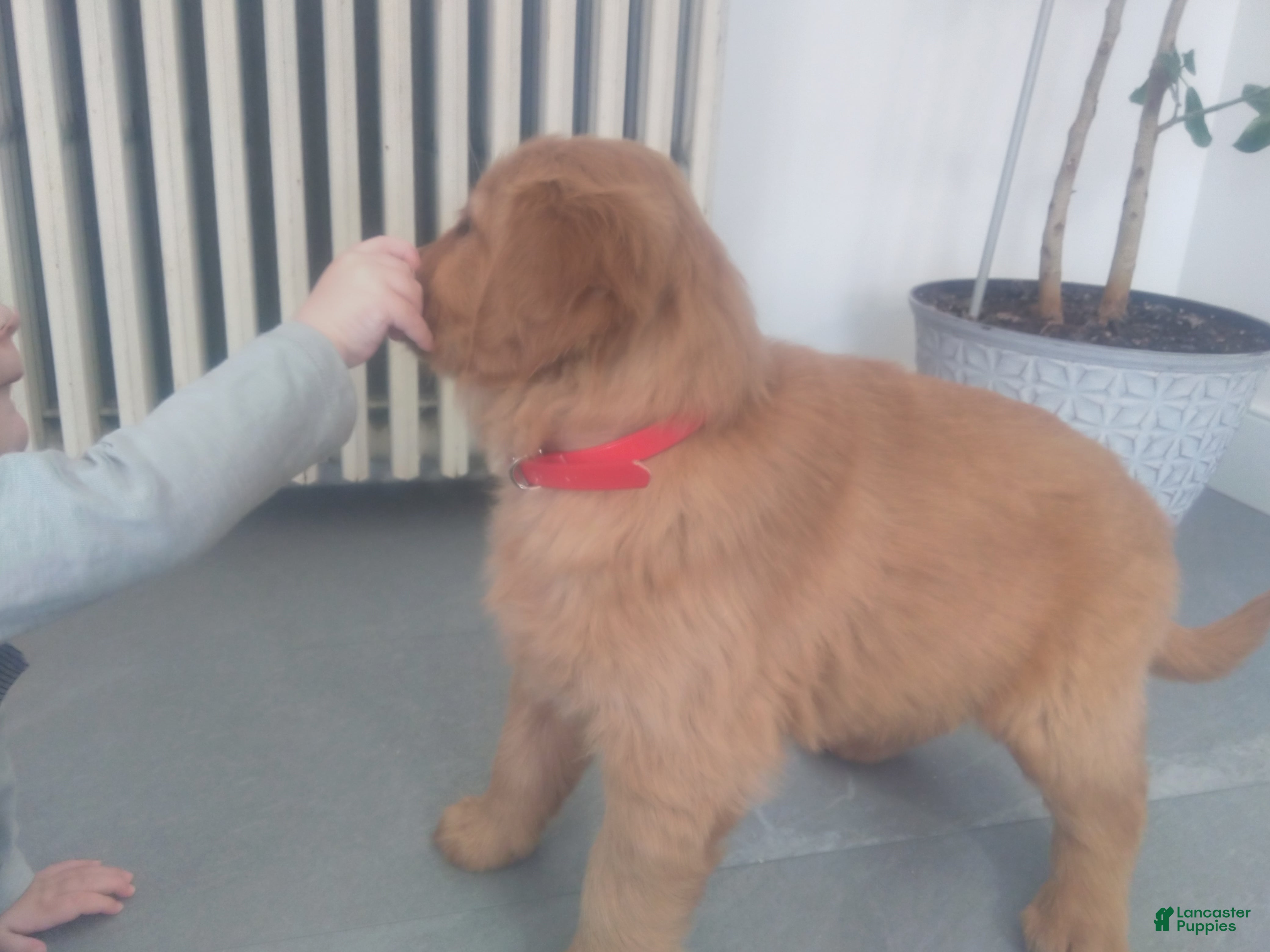 Golden Retriever dogs Maple –(pink collar) “I was born to snuggle.” - Ad 2