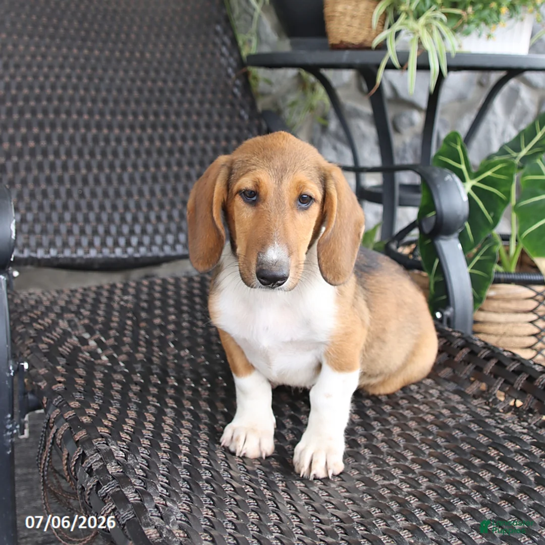 Mixed Breed dogs for sale: Charlotte - Ad 2
