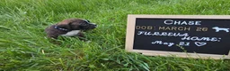Boxer dogs for sale: Chase - Ad 2